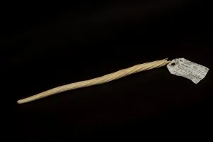 Arctic Narwhal Tusk donated to Goodwill finds permanent educational home at the Arctic Institute of North America at the University of Calgary 1 DSC 8511 min